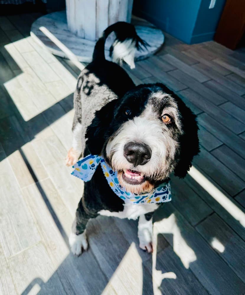 A smiling bernedoodle in a blue bandana