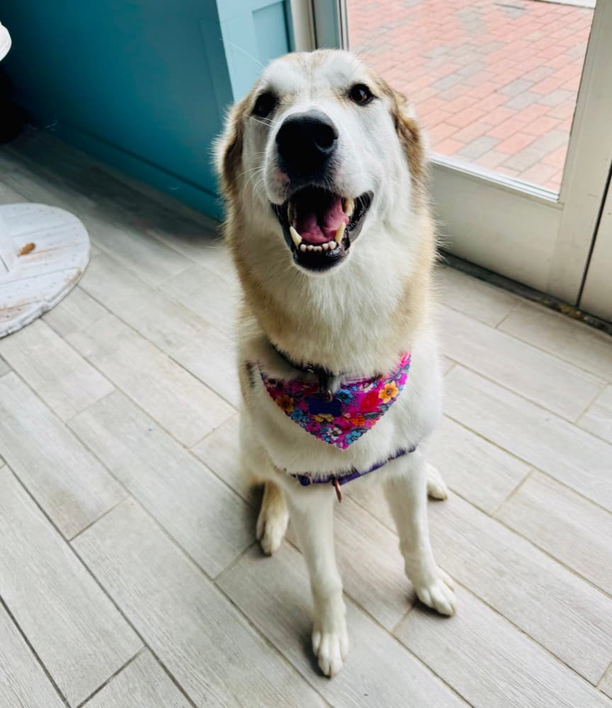 A Pomeranian in a patterned bandana